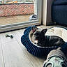 Tobby a rejoint le concours — aidez-le/la à gagner de superbes lots ! dog, french_bulldog, puppy, dog_bed, indoor, floor, glass_door, brick_wall, harness, pet, animal, cozy, home, window, toy, wooden_floor, resting, cute, domestic, living_room