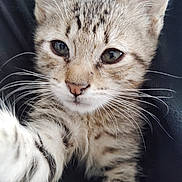 Avatar A.w.r.c Yardy is registered to the contest to win money with this photo: animal, cat, close_up, curious, cute, eyes, face, feline, fur, indoor, kitten, muzzle, nose, paw, pet, portrait, soft, tabby, whiskers, young