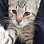 animal, cat, close_up, curious, cute, eyes, face, feline, fur, indoor, kitten, muzzle, nose, paw, pet, portrait, soft, tabby, whiskers, young