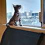 kitten, cat, windowsill, window, cityscape, urban, indoor, furniture, chair, pet, animal, curious, looking, young_cat, domestic_cat, light, daytime, building, sky, urban_view