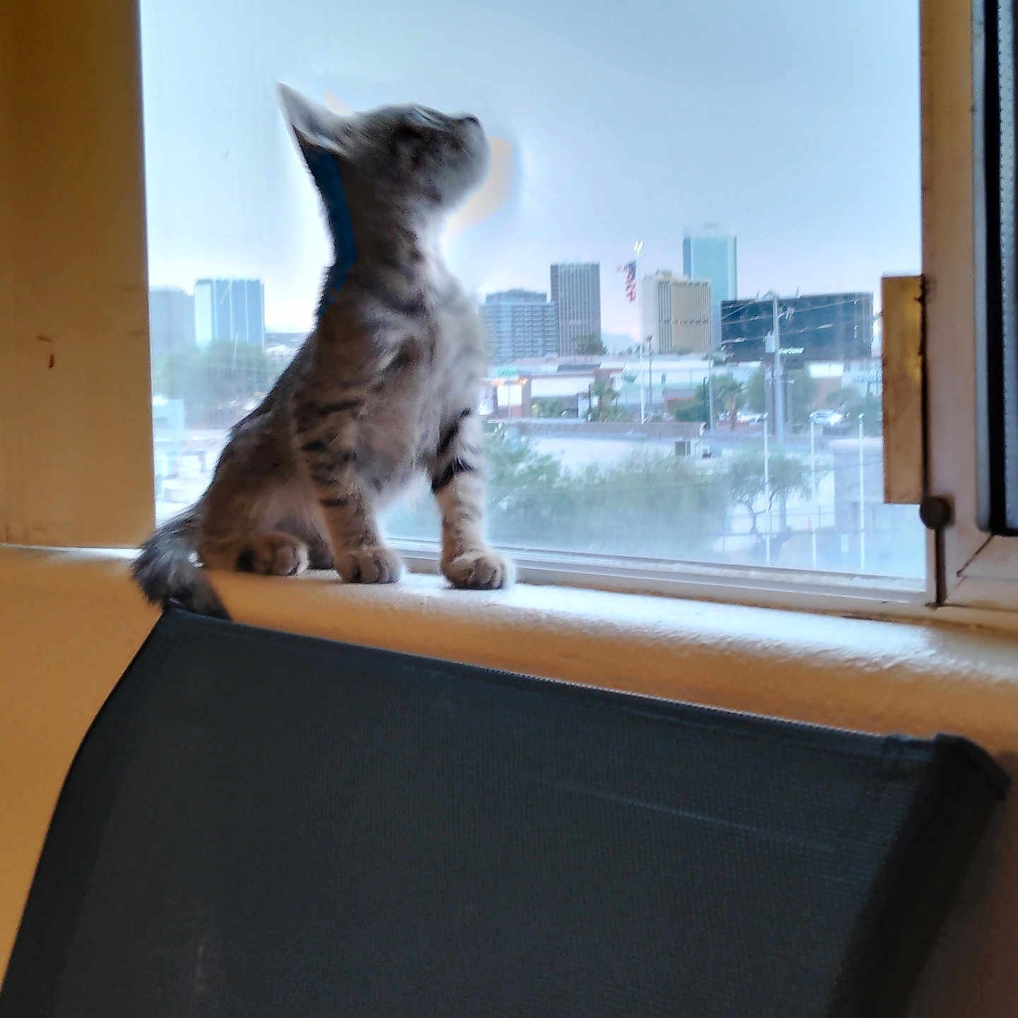 Avatar A W.r.c Yardy joined the competition — help win amazing prizes! animal, building, cat, chair, cityscape, curious, daytime, domestic_cat, furniture, indoor, kitten, light, looking, pet, sky, urban, urban_view, window, windowsill, young_cat