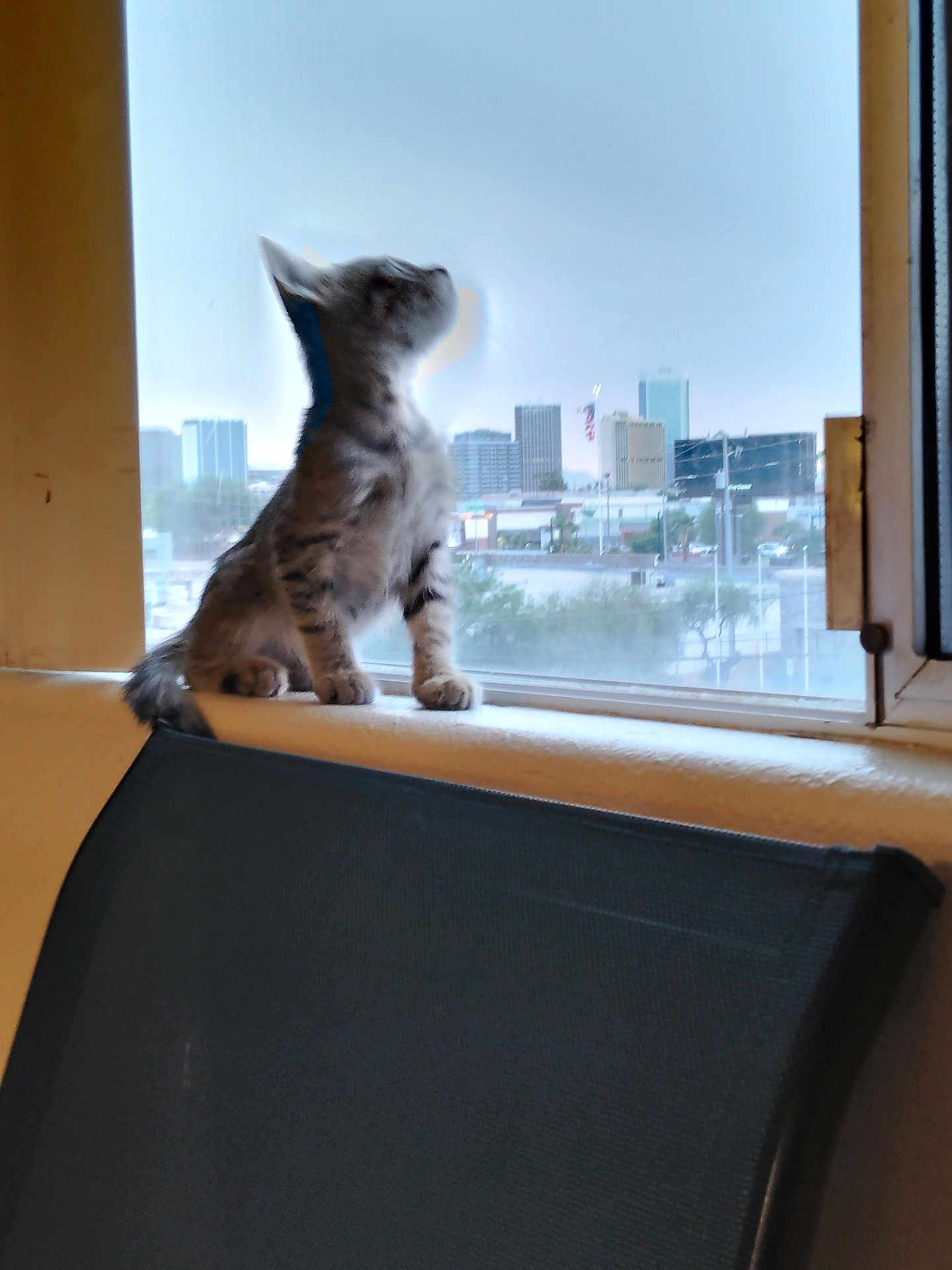 Avatar A W.r.c Yardy joined the competition — help win amazing prizes! kitten, cat, windowsill, window, cityscape, urban, indoor, furniture, chair, pet, animal, curious, looking, young_cat, domestic_cat, light, daytime, building, sky, urban_view