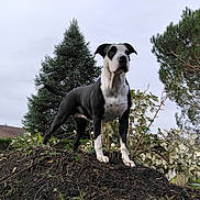 Kalyss a rejoint le concours — aidez-le/la à gagner de superbes lots ! dog, black_and_white, alert, standing, earth_mound, trees, bushes, suburban, house, grass, outdoor, nature, canine, pet, sky, daytime, fur, ears, tail, landscape