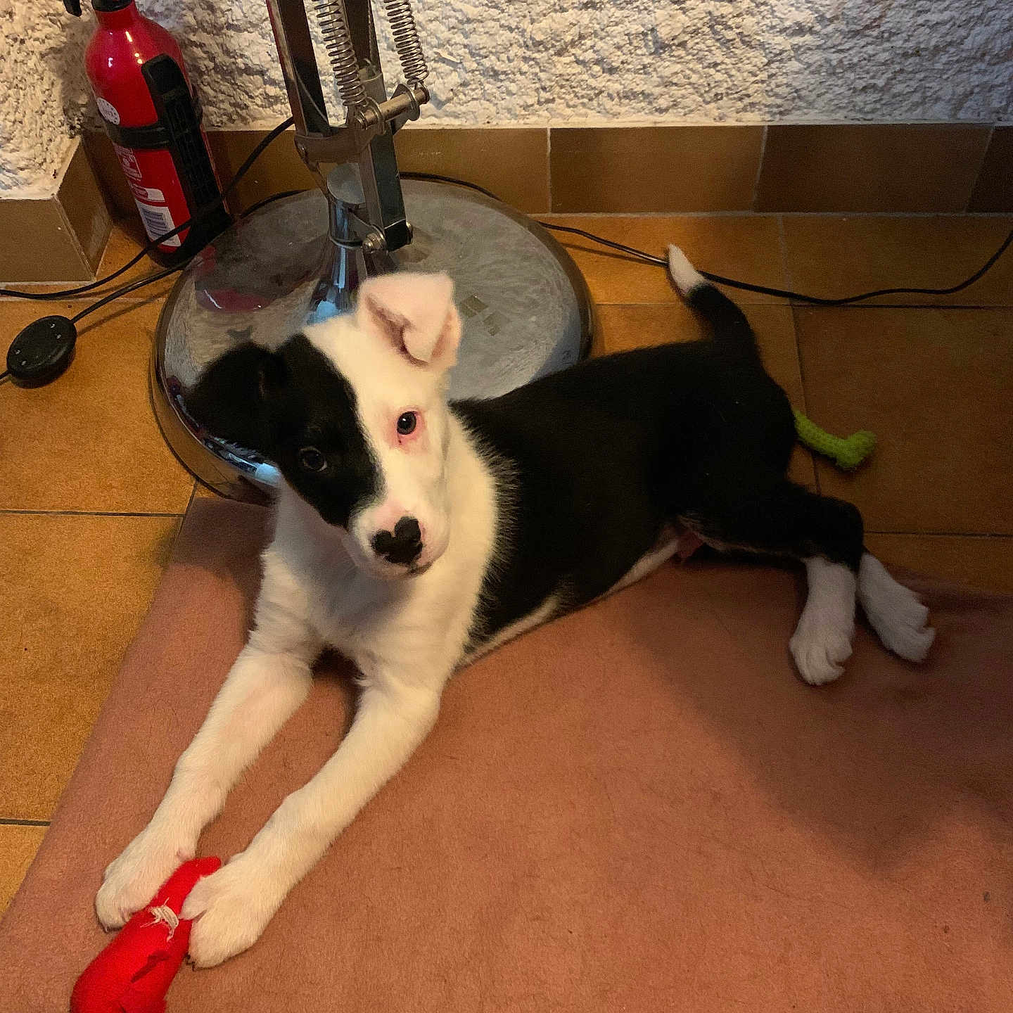 Bounty a rejoint le concours — aidez-le/la à gagner de superbes lots ! accessories, animal, architecture, ball, building, canine, couch, dog, electricaldevice, furniture, indoors, livingroom, microphone, pet, puppy, sport, strap, tennis, tennisball, wood