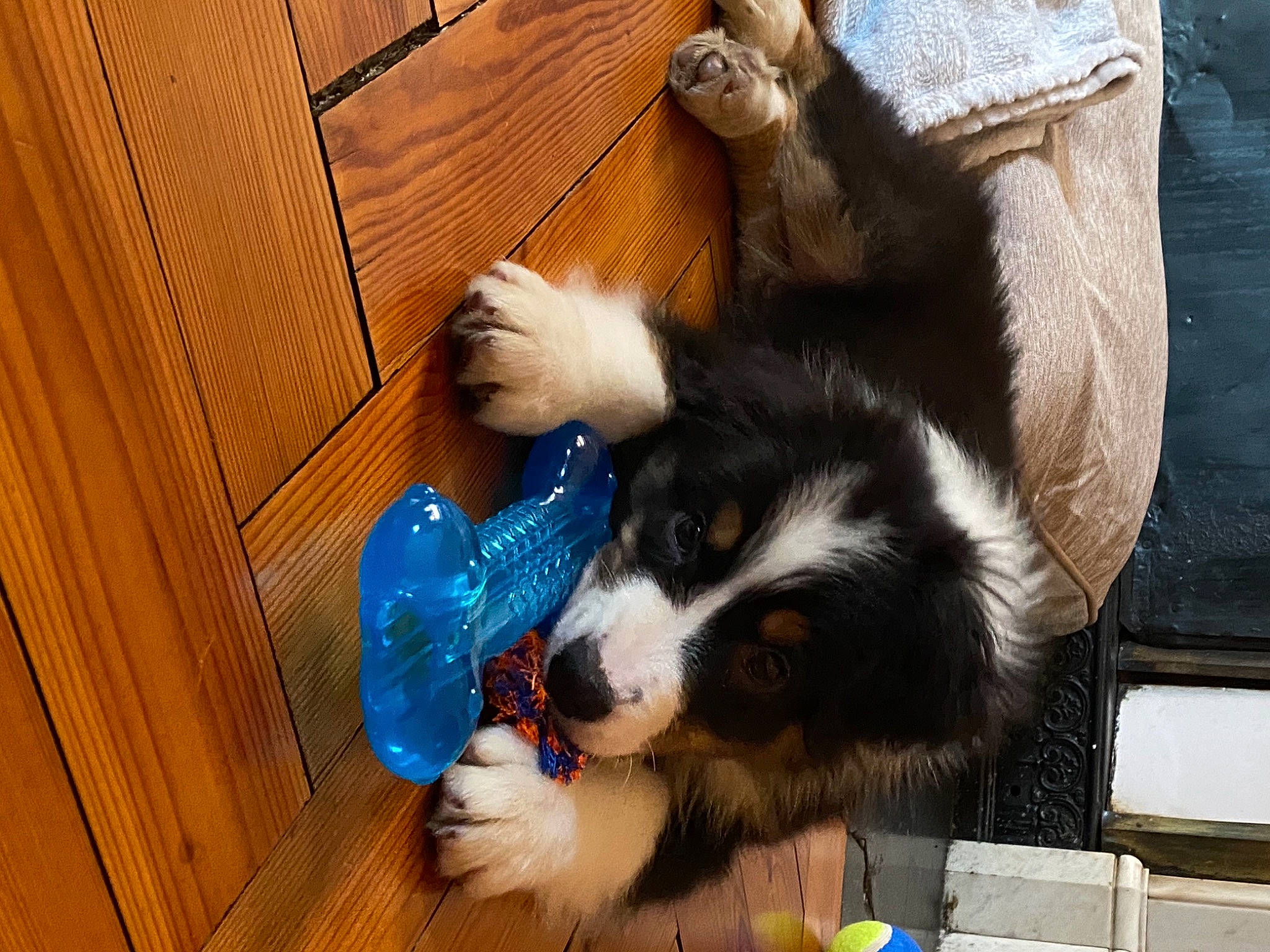 Sydney a rejoint le concours — aidez-le/la à gagner de superbes lots ! bernese_mountain_dog, cabinetry, canidae, carnivore, comfort, companion_dog, dog, dog_breed, flooring, fur, hardwood, herding_dog, pet_supply, snout, sporting_group, toy_dog, varnish, wood, wood_stain, working_animal