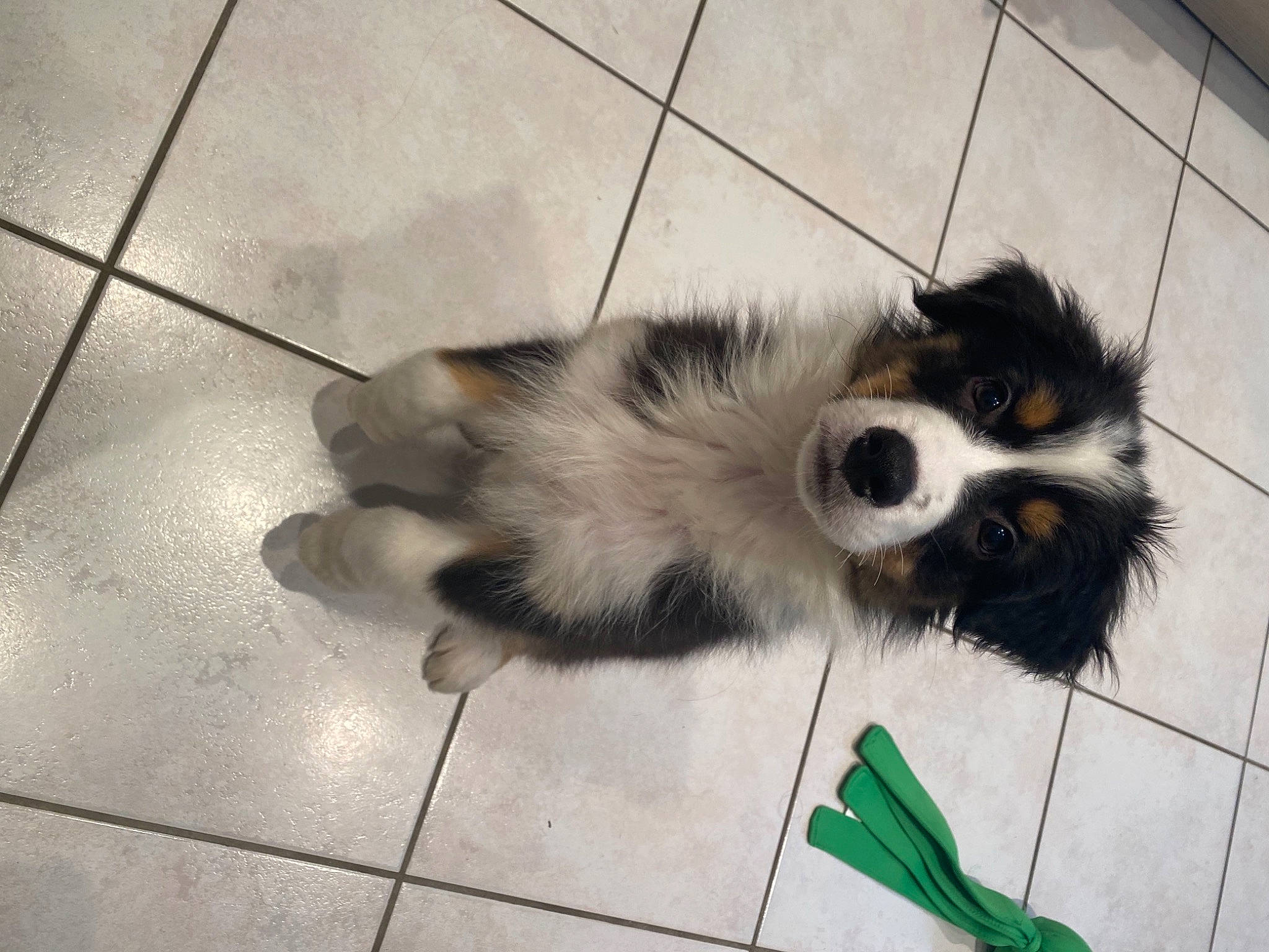 Sydney a rejoint le concours — aidez-le/la à gagner de superbes lots ! canidae, carnivore, companion_dog, dog, dog_breed, floor, flooring, fur, hardwood, herding_dog, paw, pet_supply, snout, sporting_group, tail, tile, tile_flooring, toy_dog, whiskers, working_animal