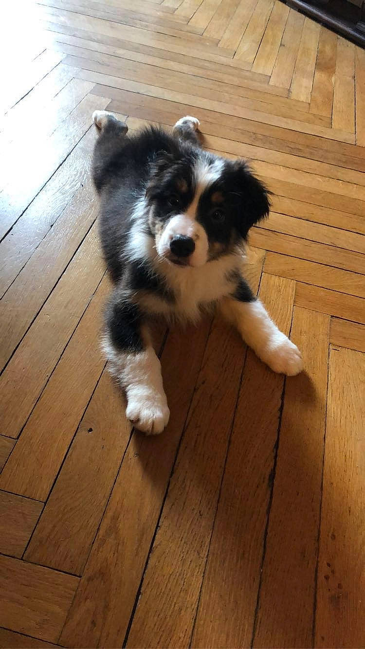 Sydney a rejoint le concours — aidez-le/la à gagner de superbes lots ! canidae, carnivore, companion_dog, dog, dog_breed, flooring, fur, hardwood, herding_dog, laminate_flooring, plank, snout, sporting_group, tail, toy_dog, whiskers, wood, wood_flooring, wood_stain, working_animal