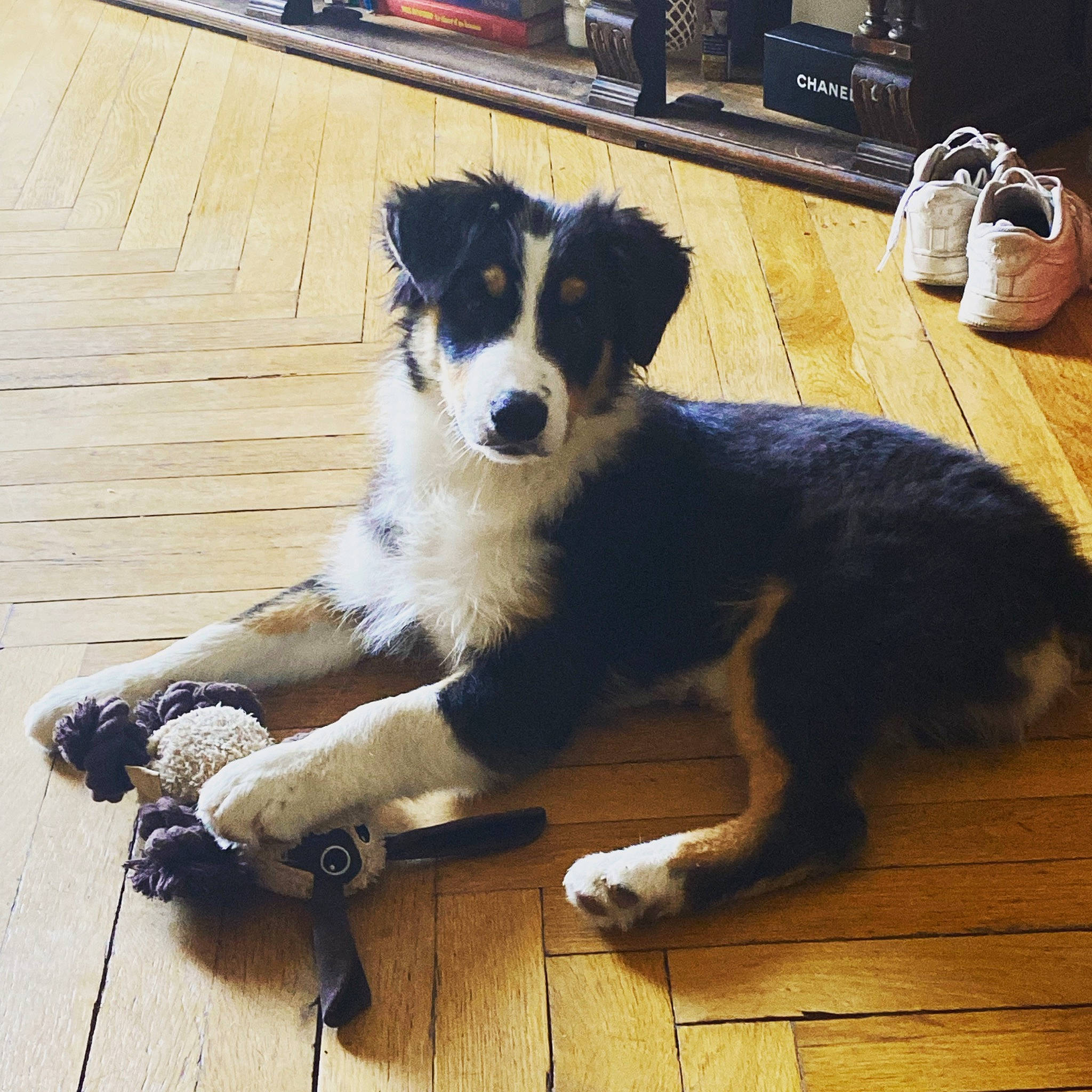 Sydney participe au concours pour gagner de l'argent avec cette photo : australian_collie, bag, border_collie, canidae, carnivore, companion_dog, dog, dog_breed, floor, flooring, fur, hardwood, herding_dog, luggage_and_bags, serveware, tableware, tail, wood, working_animal, working_dog