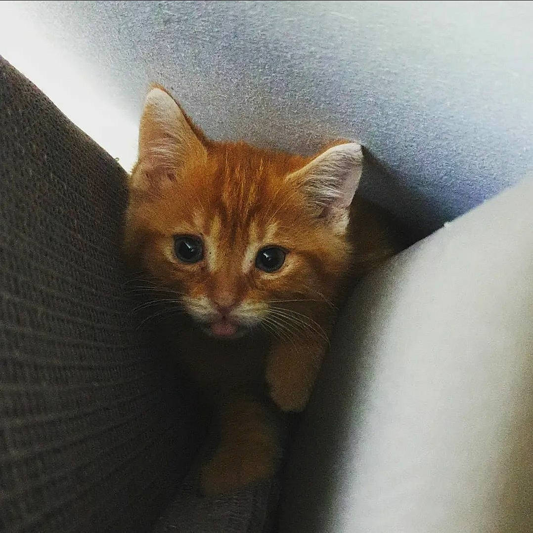 Moki participe au concours pour gagner de l'argent avec cette photo : box, carnivore, cat, domestic_short_haired_cat, fawn, felidae, fur, paw, small_to_medium_sized_cats, snout, tail, terrestrial_animal, whiskers, wood