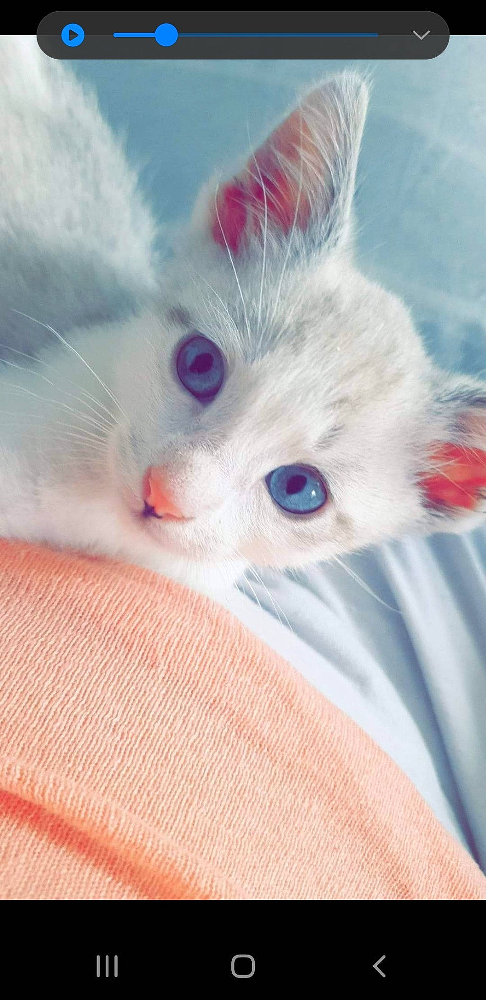 Snow participe au concours pour gagner de l'argent avec cette photo : carnivore, cat, claw, comfort, domestic_short_haired_cat, ear, electric_blue, eyebrow, eyelash, fawn, felidae, fur, iris, nose, paw, small_to_medium_sized_cats, snout, tail, whiskers