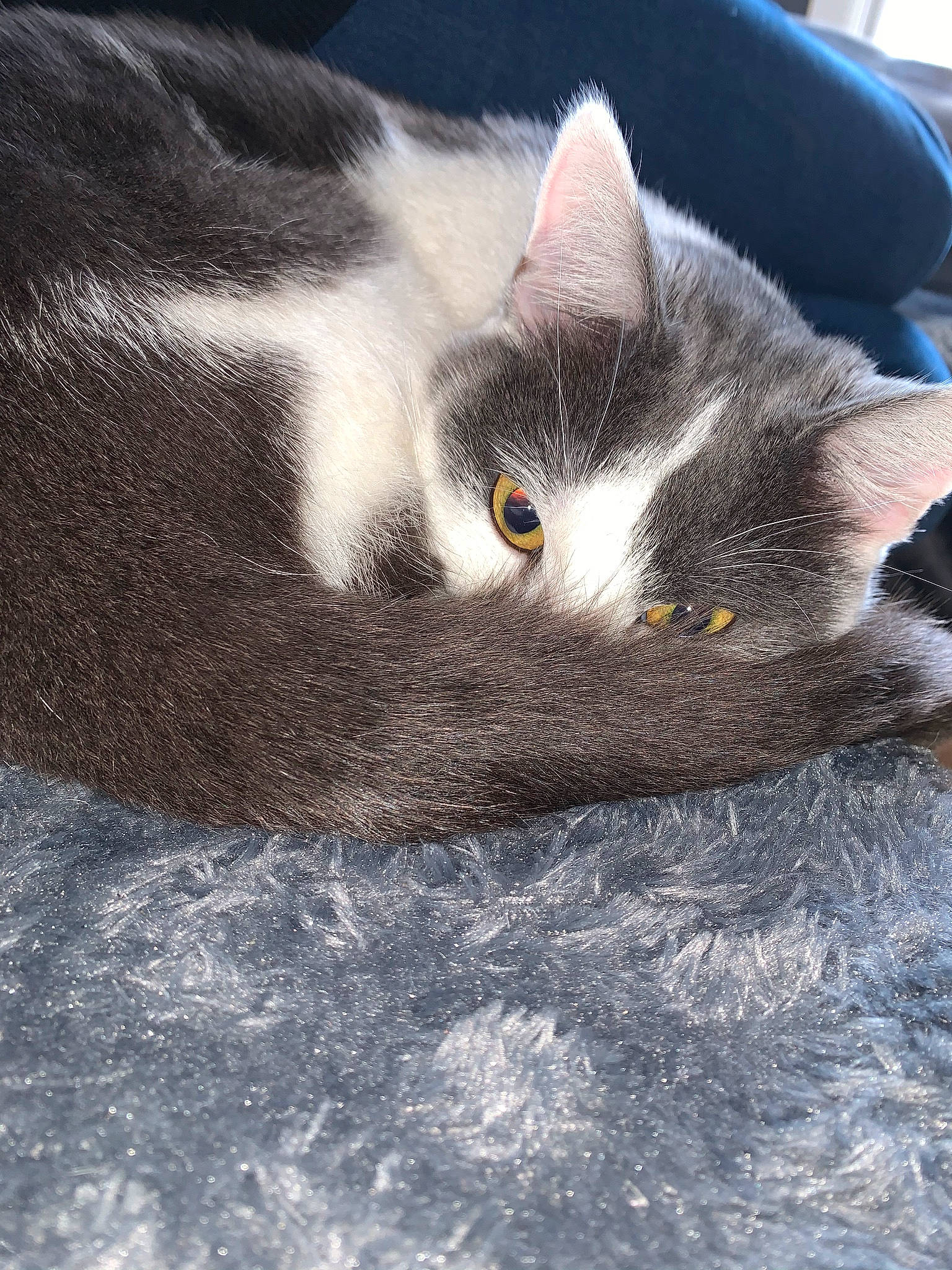 Zayko a rejoint le concours — aidez-le/la à gagner de superbes lots ! carnivore, cat, chartreux, domestic_short_haired_cat, european_shorthair, eye, felidae, fur, kitten, sky, small_to_medium_sized_cats, snout, whiskers