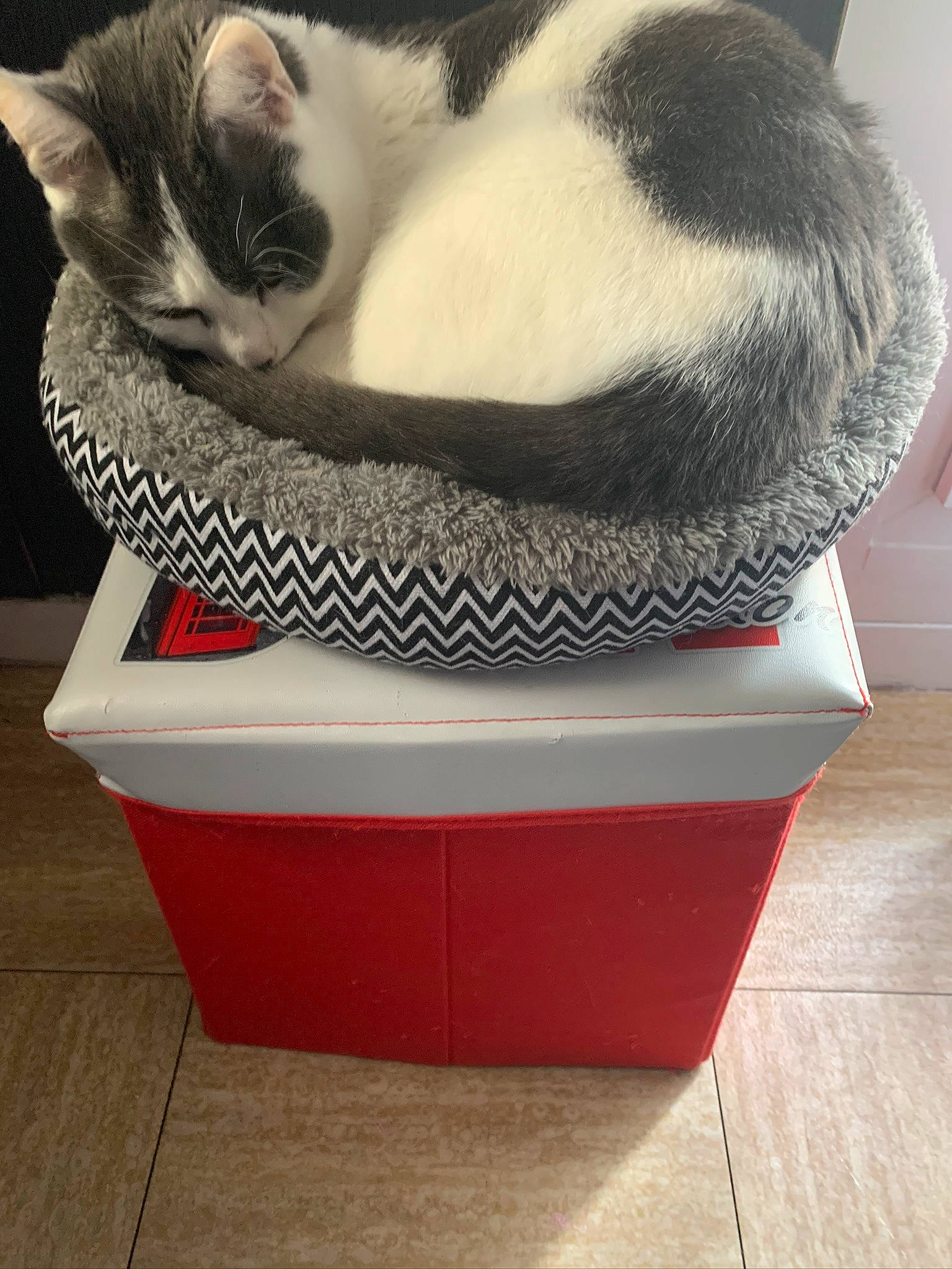 Zayko a rejoint le concours — aidez-le/la à gagner de superbes lots ! box, carnivore, cat, cat_bed, cat_supply, domestic_short_haired_cat, european_shorthair, fawn, felidae, fur, kitten, litter_box, pet_supply, small_to_medium_sized_cats, snout, tail, whiskers