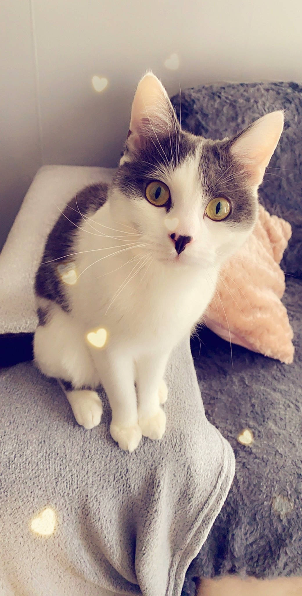 Zayko participe au concours pour gagner de l'argent avec cette photo : aegean_cat, american_wirehair, asian, burmilla, carnivore, cat, domestic_short_haired_cat, european_shorthair, eye, felidae, khao_manee, kitten, nose, paw, polydactyl_cat, skin, small_to_medium_sized_cats, tail, turkish_van, whiskers