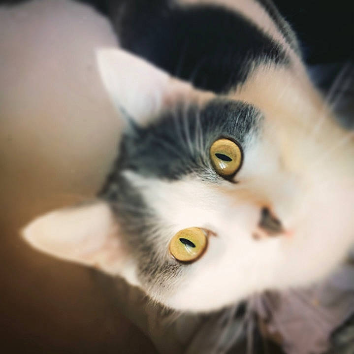 Zayko a rejoint le concours — aidez-le/la à gagner de superbes lots ! american_wirehair, carnivore, cat, close_up, domestic_short_haired_cat, ear, european_shorthair, eye, felidae, fur, iris, kitten, nose, organ, photography, polydactyl_cat, small_to_medium_sized_cats, snout, whiskers