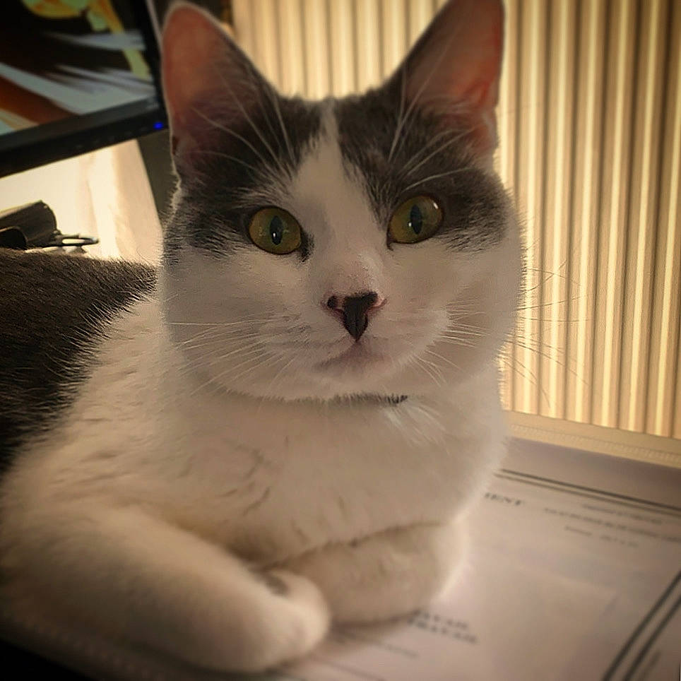 Zayko participe au concours pour gagner de l'argent avec cette photo : aegean_cat, american_wirehair, asian, carnivore, cat, domestic_short_haired_cat, european_shorthair, eye, felidae, fur, head, japanese_bobtail, kitten, mammal, nose, polydactyl_cat, small_to_medium_sized_cats, snout, turkish_van, whiskers