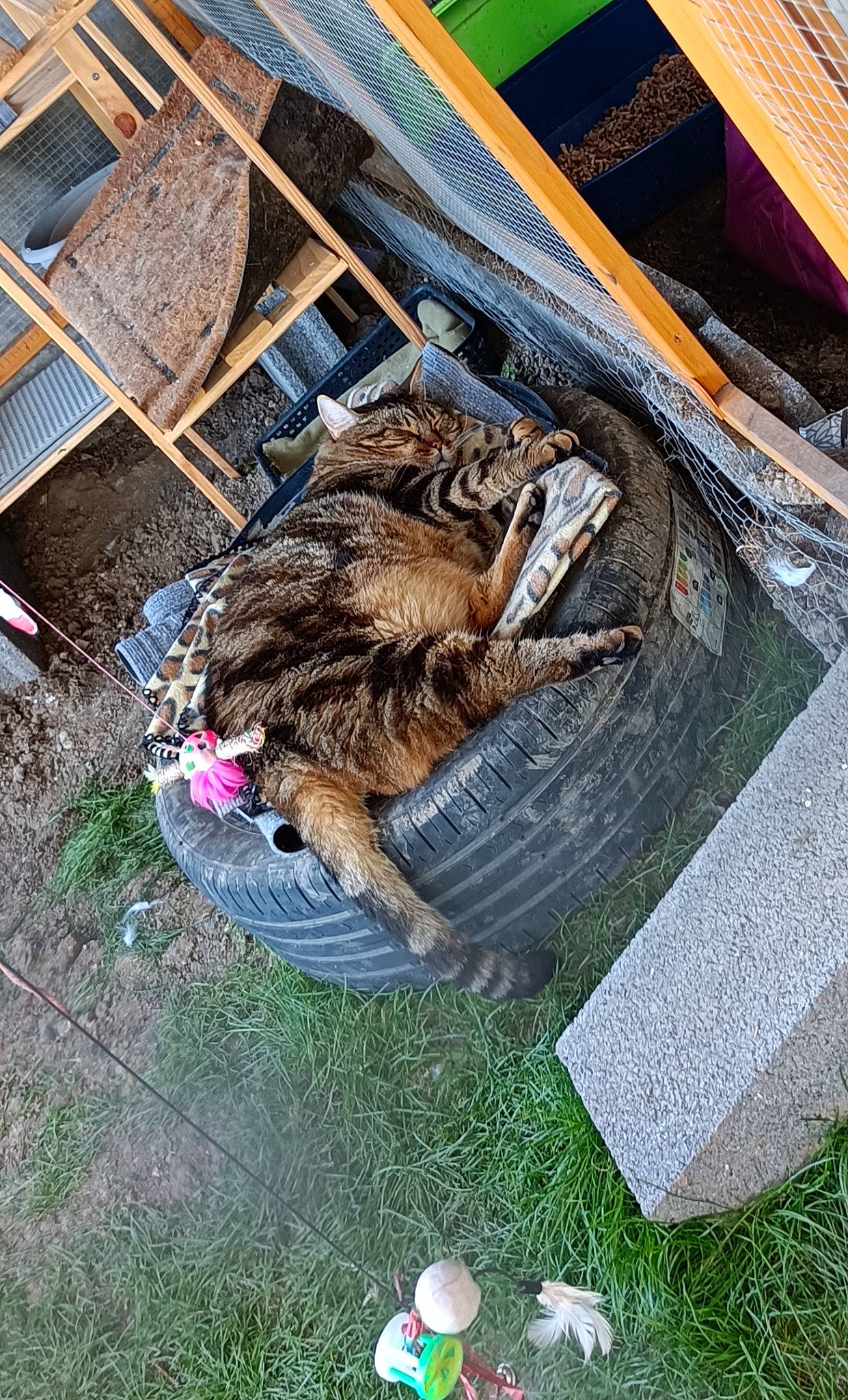 Gum participe au concours pour gagner de l'argent avec cette photo : backyard, ball, building, canidae, carnivore, domestic_short_haired_cat, felidae, fur, grass, house, plant, small_to_medium_sized_cats, soil, sporting_group, tail, terrestrial_animal, wildlife, wood, yard