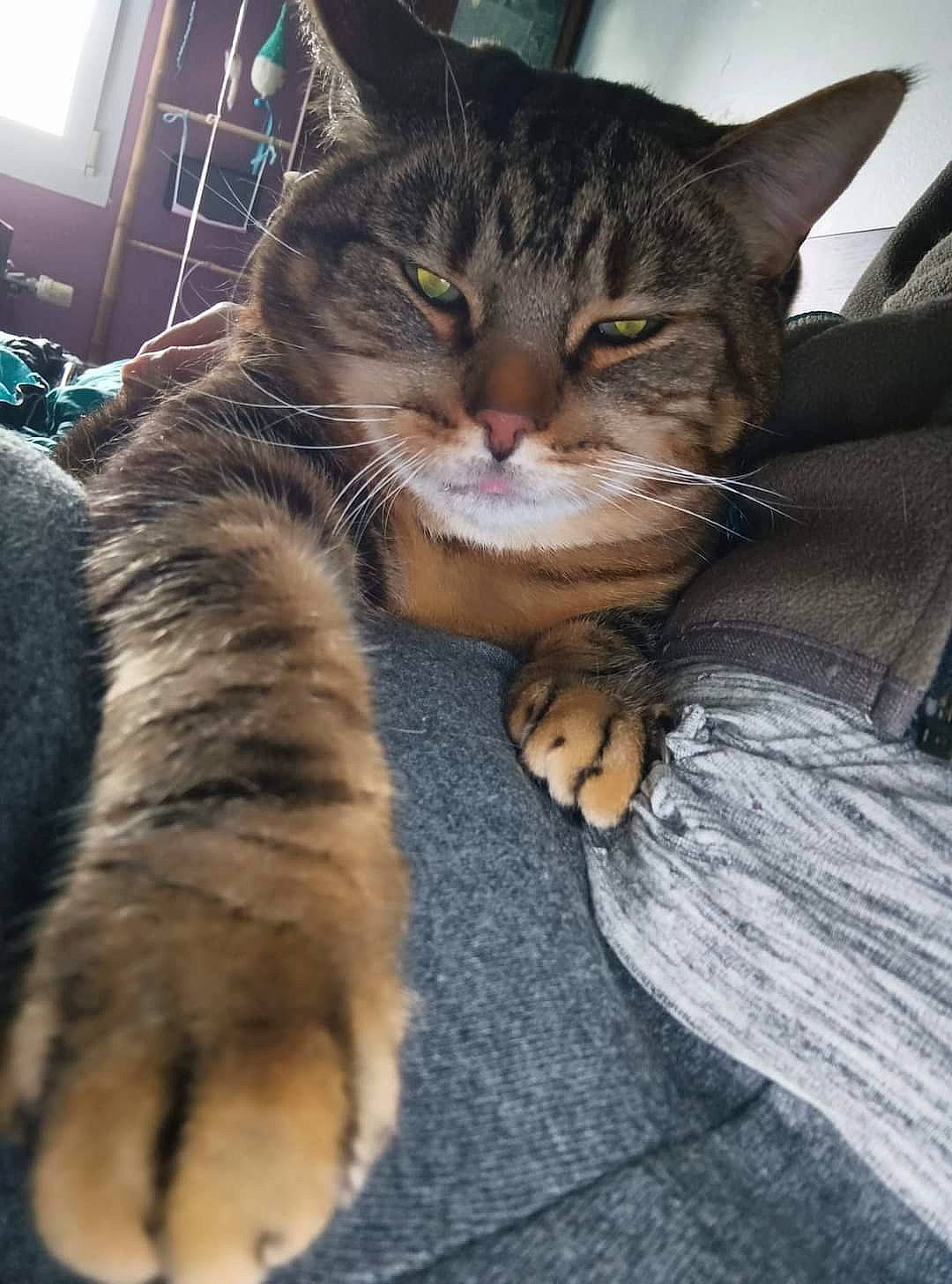 Gum participe au concours pour gagner de l'argent avec cette photo : carnivore, cat, claw, comfort, domestic_short_haired_cat, felidae, foot, fur, human_leg, paw, sitting, small_to_medium_sized_cats, snout, tail, terrestrial_animal, vertebrate, whiskers