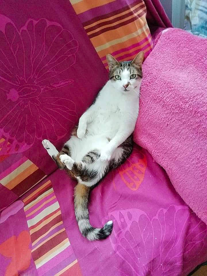 Sweety a rejoint le concours — aidez-le/la à gagner de superbes lots ! carnivore, cat, comfort, couch, domestic_short_haired_cat, fawn, felidae, fur, furniture, grey, linens, magenta, paw, pink, plant, purple, room, small_to_medium_sized_cats, tail, whiskers