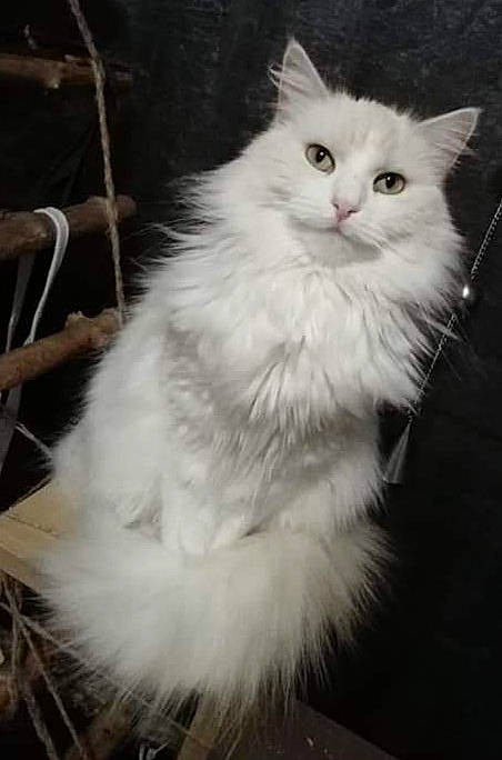 Lizie a rejoint le concours — aidez-le/la à gagner de superbes lots ! british_longhair, carnivore, cat, felidae, fur, monochrome, monochrome_photography, small_to_medium_sized_cats, snout, terrestrial_animal, whiskers