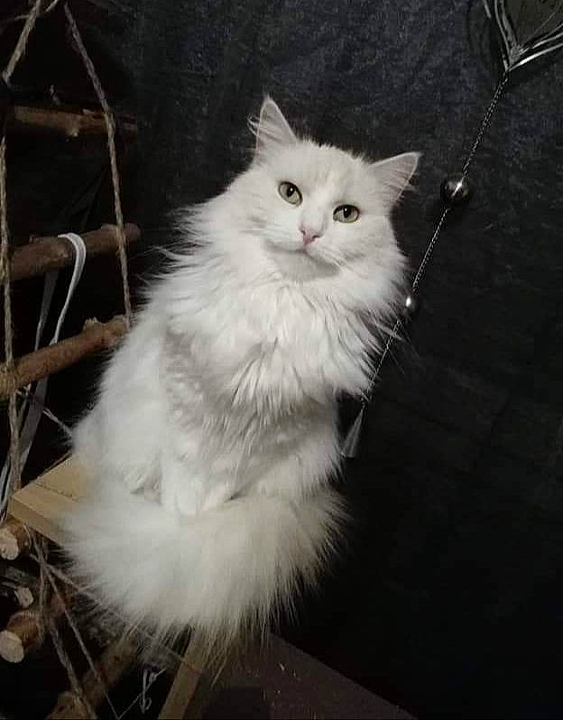 Lizie a rejoint le concours — aidez-le/la à gagner de superbes lots ! carnivore, cat, darkness, felidae, fur, monochrome, monochrome_photography, small_to_medium_sized_cats, snout, terrestrial_animal, whiskers