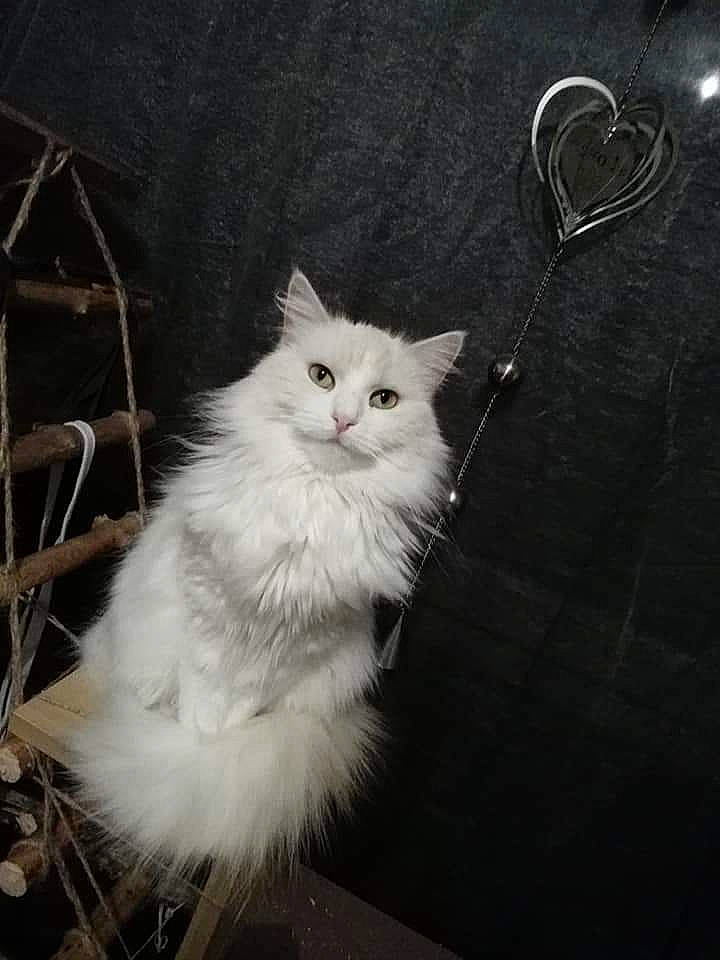 Lizie participe au concours pour gagner de l'argent avec cette photo : british_longhair, carnivore, cat, darkness, fashion_accessory, felidae, fur, jewellery, keychain, monochrome, monochrome_photography, natural_material, small_to_medium_sized_cats, snout, tail, terrestrial_animal, whiskers