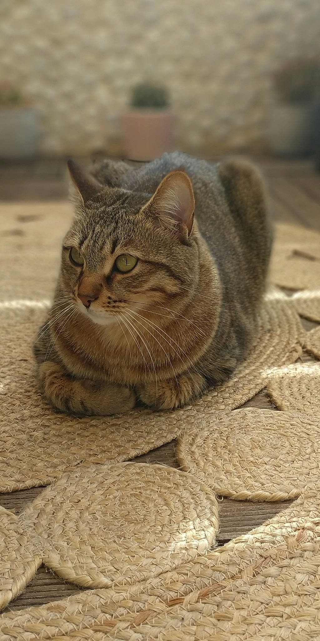 Angie participe au concours pour gagner de l'argent avec cette photo : art, carnivore, cat, domestic_short_haired_cat, fawn, felidae, fur, grey, paw, sand, sitting, small_to_medium_sized_cats, snout, terrestrial_animal, vertebrate, whiskers, wildlife, wood