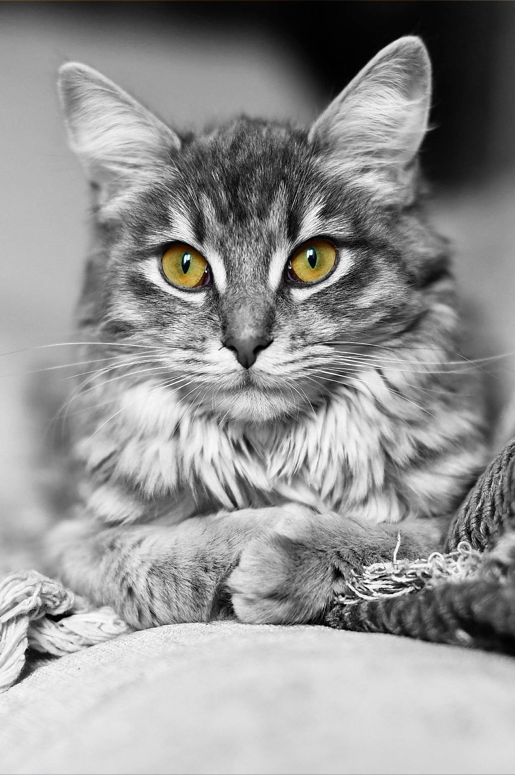 To-you participe au concours pour gagner de l'argent avec cette photo : black_and_white, carnivore, cat, close_up, domestic_short_haired_cat, felidae, fur, grey, iris, mammal, monochrome, monochrome_photography, paw, photo_caption, small_to_medium_sized_cats, snout, style, terrestrial_animal, whiskers, wildlife