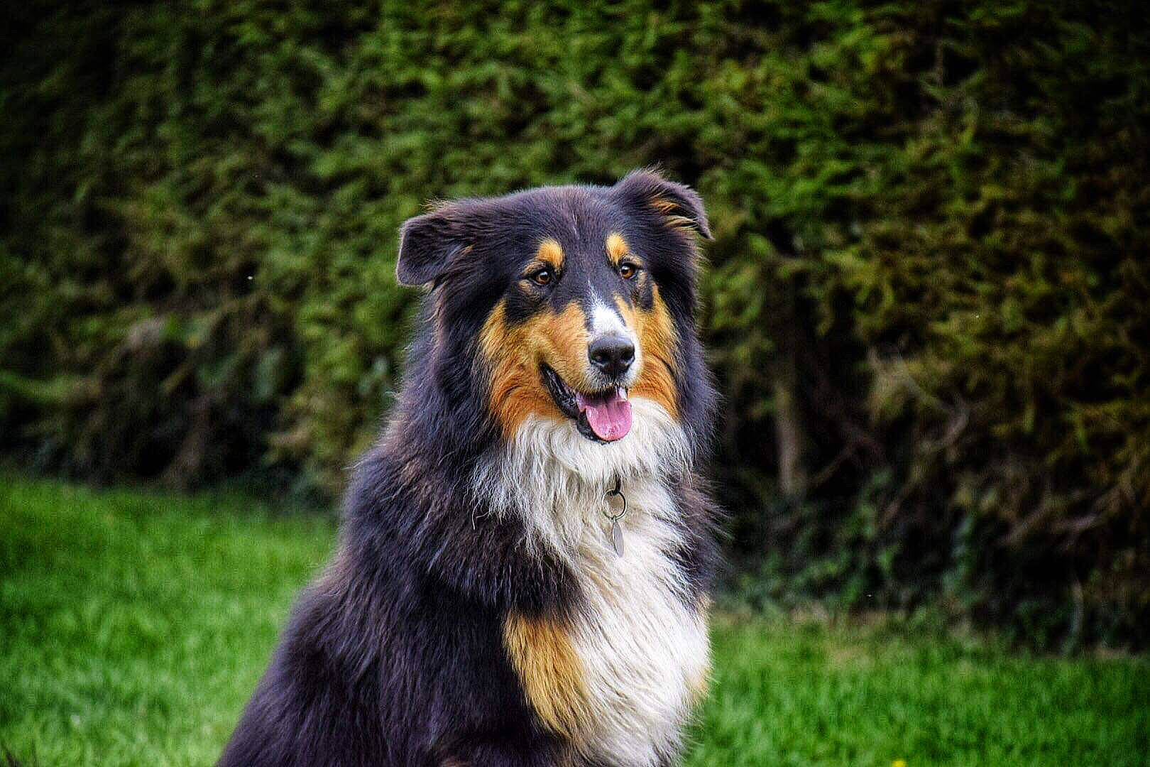 Daïko participe au concours pour gagner de l'argent avec cette photo : australian_collie, australian_shepherd, canidae, carnivore, collie, companion_dog, dog, dog_breed, grass, guard_dog, herding_dog, plant, snout, sporting_group, whiskers, wildlife, working_dog