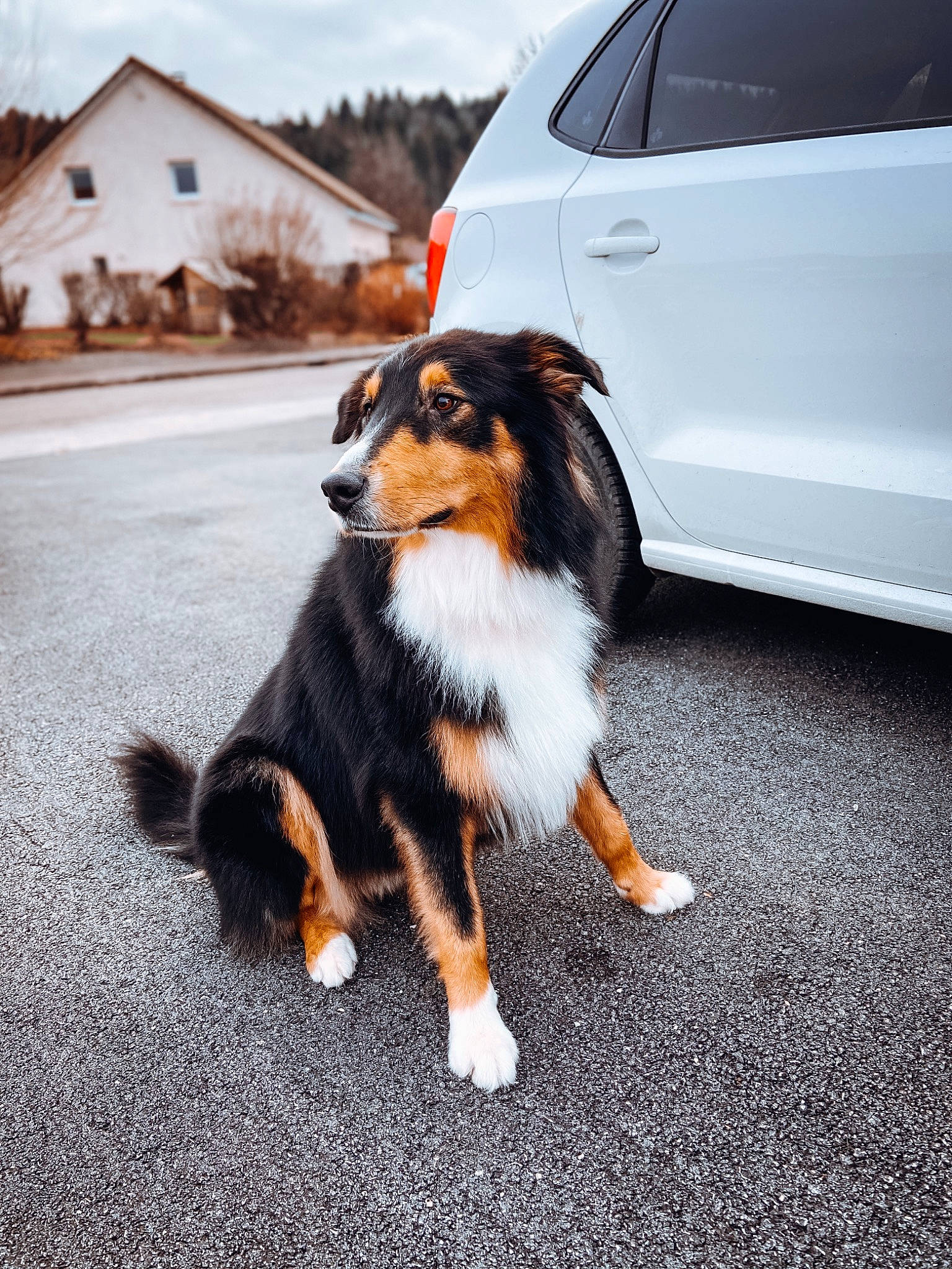 Daïko a rejoint le concours — aidez-le/la à gagner de superbes lots ! asphalt, automotive_exterior, automotive_lighting, automotive_tire, car, carnivore, cloud, companion_dog, dog, dog_breed, fender, hood, sky, snout, tail, tire, van, vehicle, vehicle_door, wheel