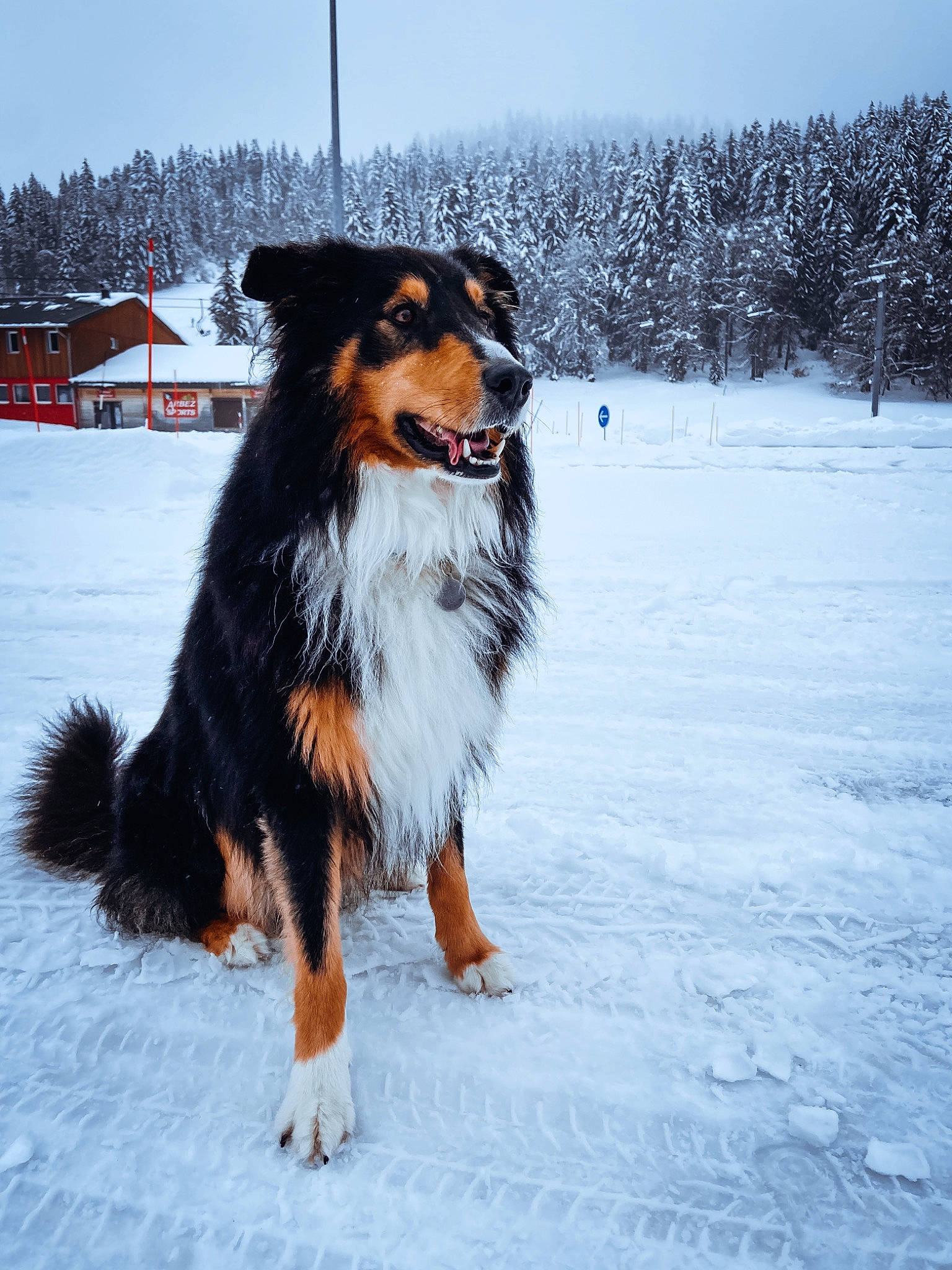 Daïko a rejoint le concours — aidez-le/la à gagner de superbes lots ! canidae, carnivore, companion_dog, dog, dog_breed, freezing, fur, giant_dog_breed, guard_dog, herding_dog, sky, slope, snow, sporting_group, tail, tree, winter, working_dog