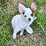 puppy, dog, white_fur, brown_patches, large_ears, sitting, grass, outdoors, garden, ground, portrait, pet, cute, wide_eyed, fluffy, small_dog, animal, natural_light, alert, closeup