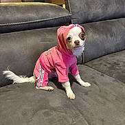 Anastasia a rejoint le concours — aidez-le/la à gagner de superbes lots ! dog, chihuahua, pet, pink_outfit, hoodie, tracksuit, costume, sitting, couch, indoor, portrait, small_dog, white_fur, brown_markings, large_eyes, cute, fashion, clothing, furniture, home