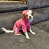 dog, chihuahua, pet, pink_outfit, hoodie, tracksuit, costume, sitting, couch, indoor, portrait, small_dog, white_fur, brown_markings, large_eyes, cute, fashion, clothing, furniture, home