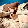 dog, chihuahua, puppy, small_dog, long_hair, white_fur, brown_markings, large_ears, portrait, sitting, bed, bedding, pillows, bedroom, indoor, cozy, cute, pet, animal, warm_lighting