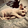 puppy, dog, sleeping, white_fur, small_dog, bed, bedspread, indoors, resting, lying_down, closed_eyes, pointed_ears, animal, pet, cute, cozy, patterned_fabric, portrait, soft_lighting, relaxed