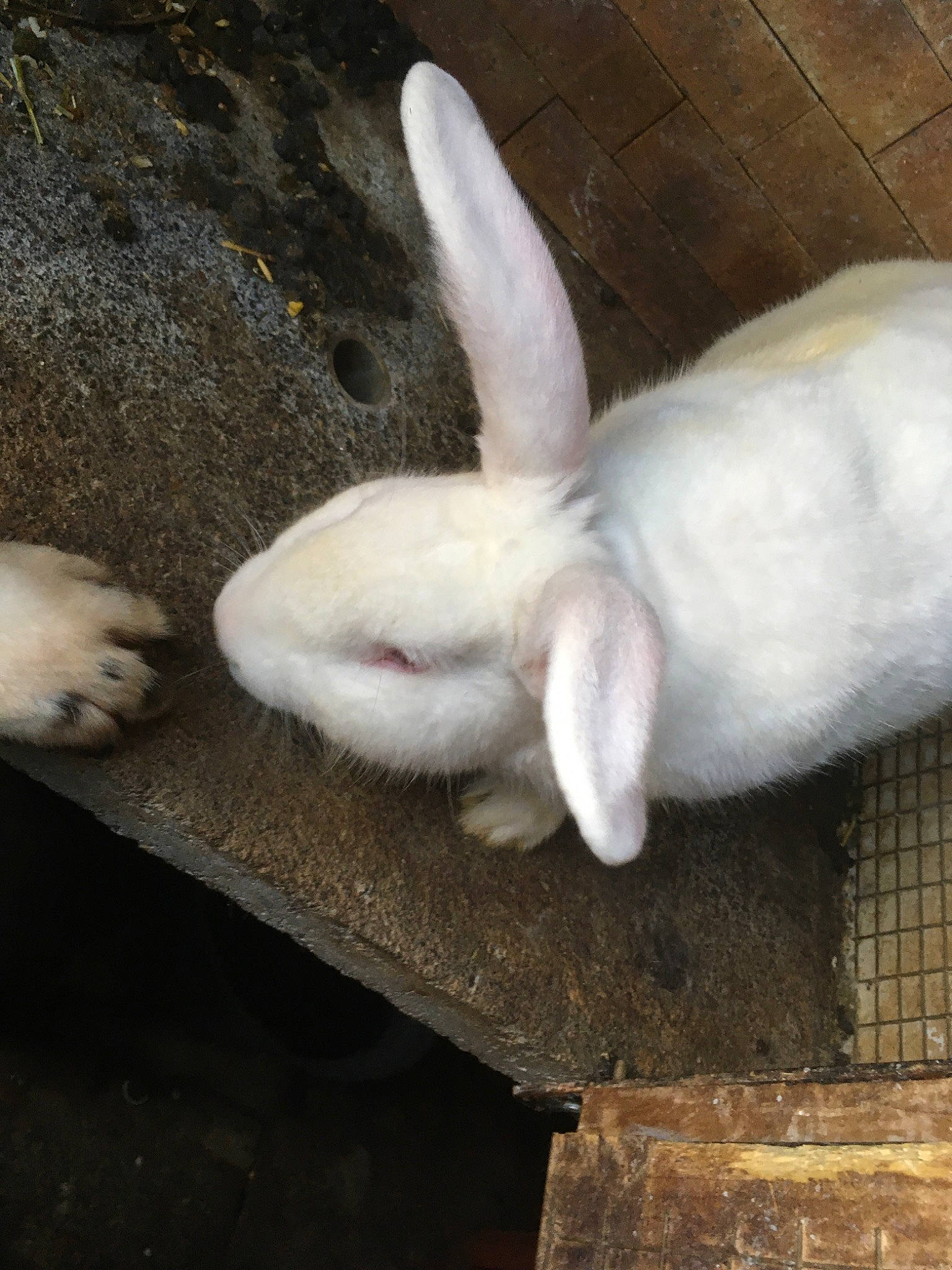 Cajou participe au concours pour gagner de l'argent avec cette photo : domestic_rabbit, hare, rabbit, rabbits_and_hares, tail