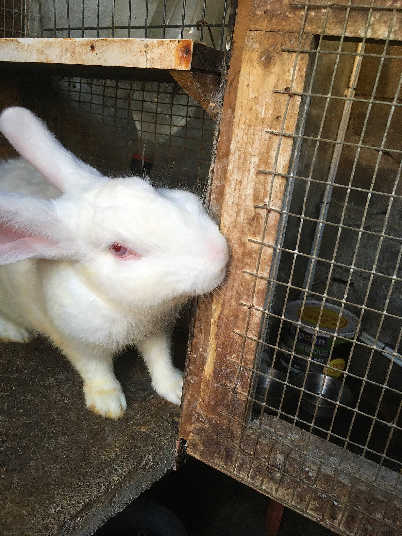 Cajou a rejoint le concours — aidez-le/la à gagner de superbes lots ! angora_rabbit, animal_shelter, cage, domestic_rabbit, ear, fawn, fur, hare, rabbit, rabbits_and_hares, skin, whiskers