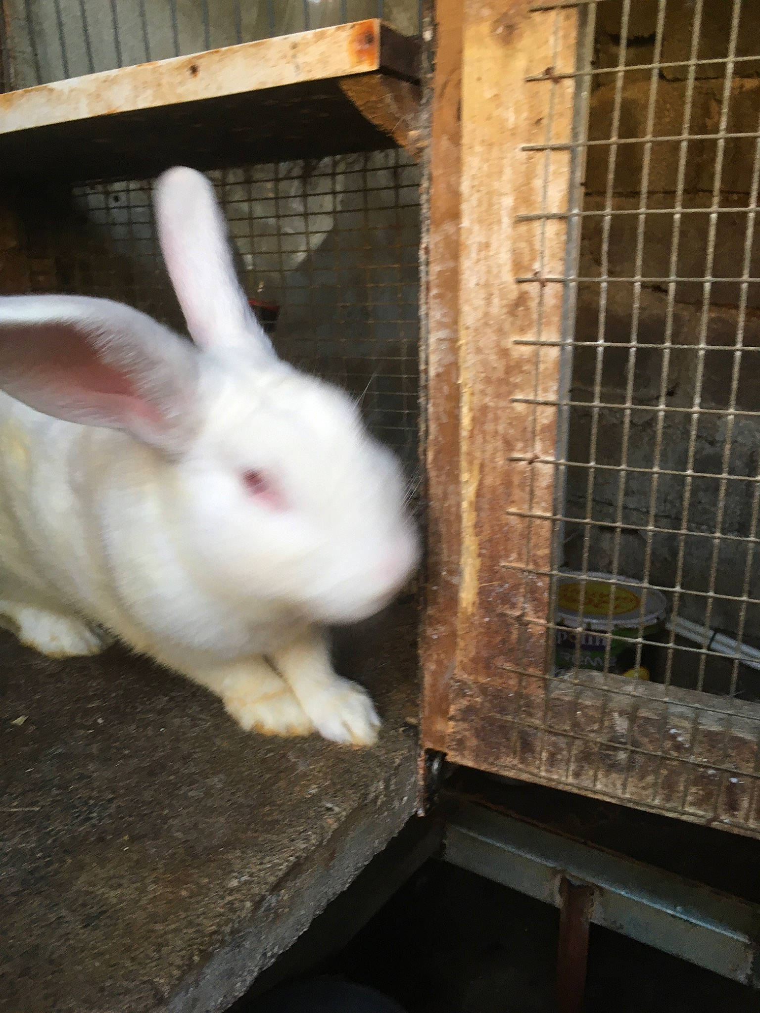 Cajou participe au concours pour gagner de l'argent avec cette photo : angora_rabbit, animal_shelter, cage, domestic_rabbit, ear, fawn, fur, hare, rabbit, rabbits_and_hares, whiskers