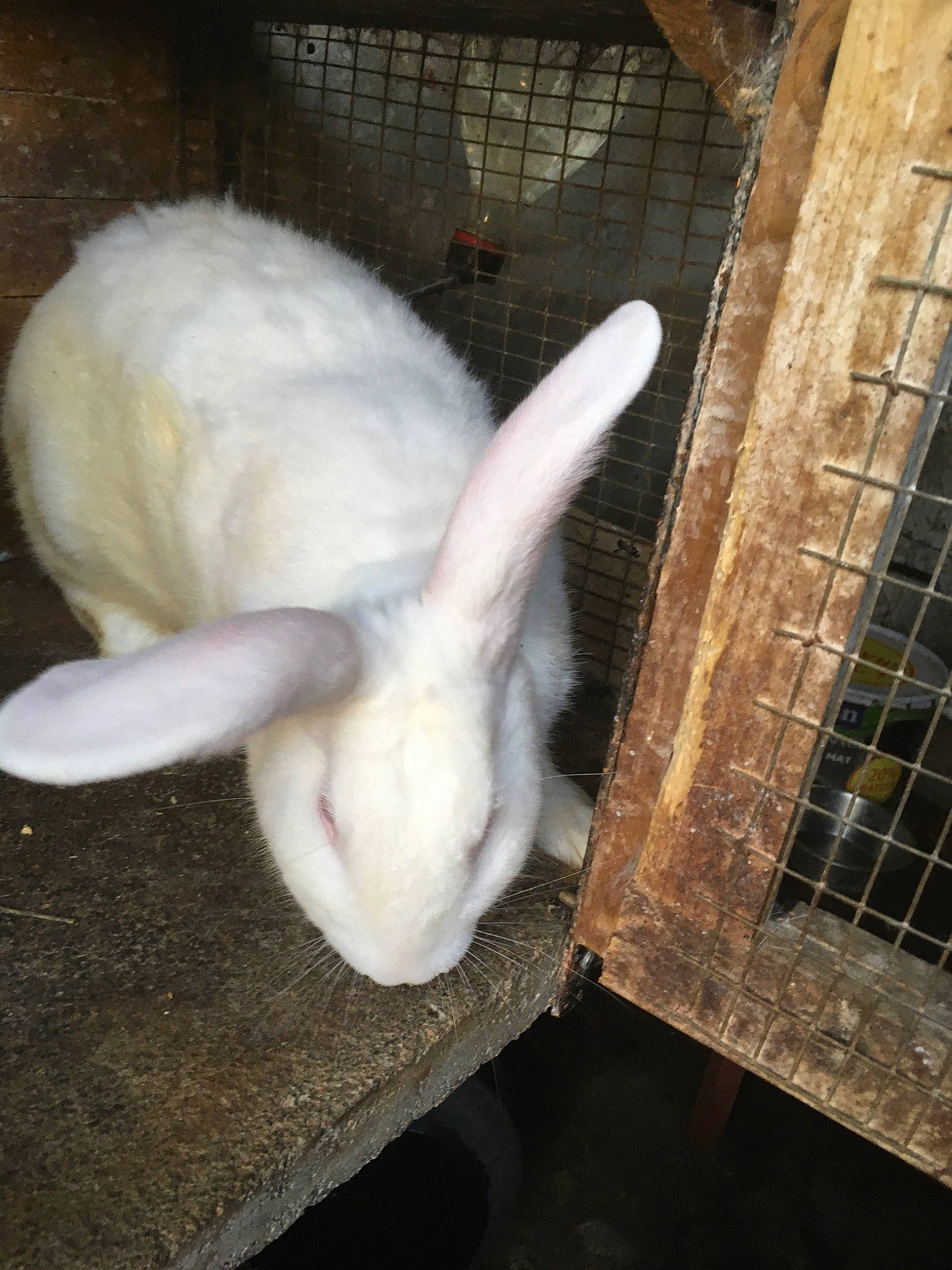Cajou a rejoint le concours — aidez-le/la à gagner de superbes lots ! domestic_rabbit, ear, fawn, hare, organism, rabbit, rabbits_and_hares