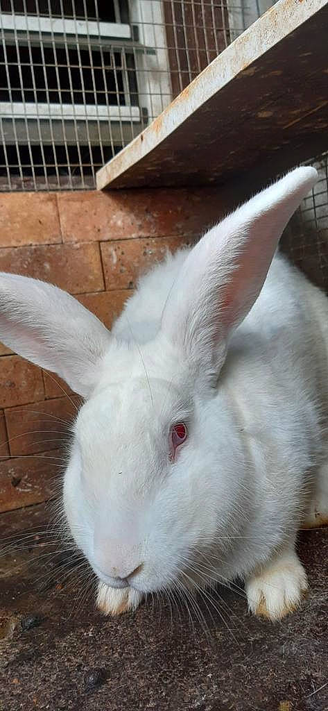 Cajou a rejoint le concours — aidez-le/la à gagner de superbes lots ! domestic_rabbit, ear, hare, mammal, rabbit, rabbits_and_hares, snout, vertebrate, whiskers