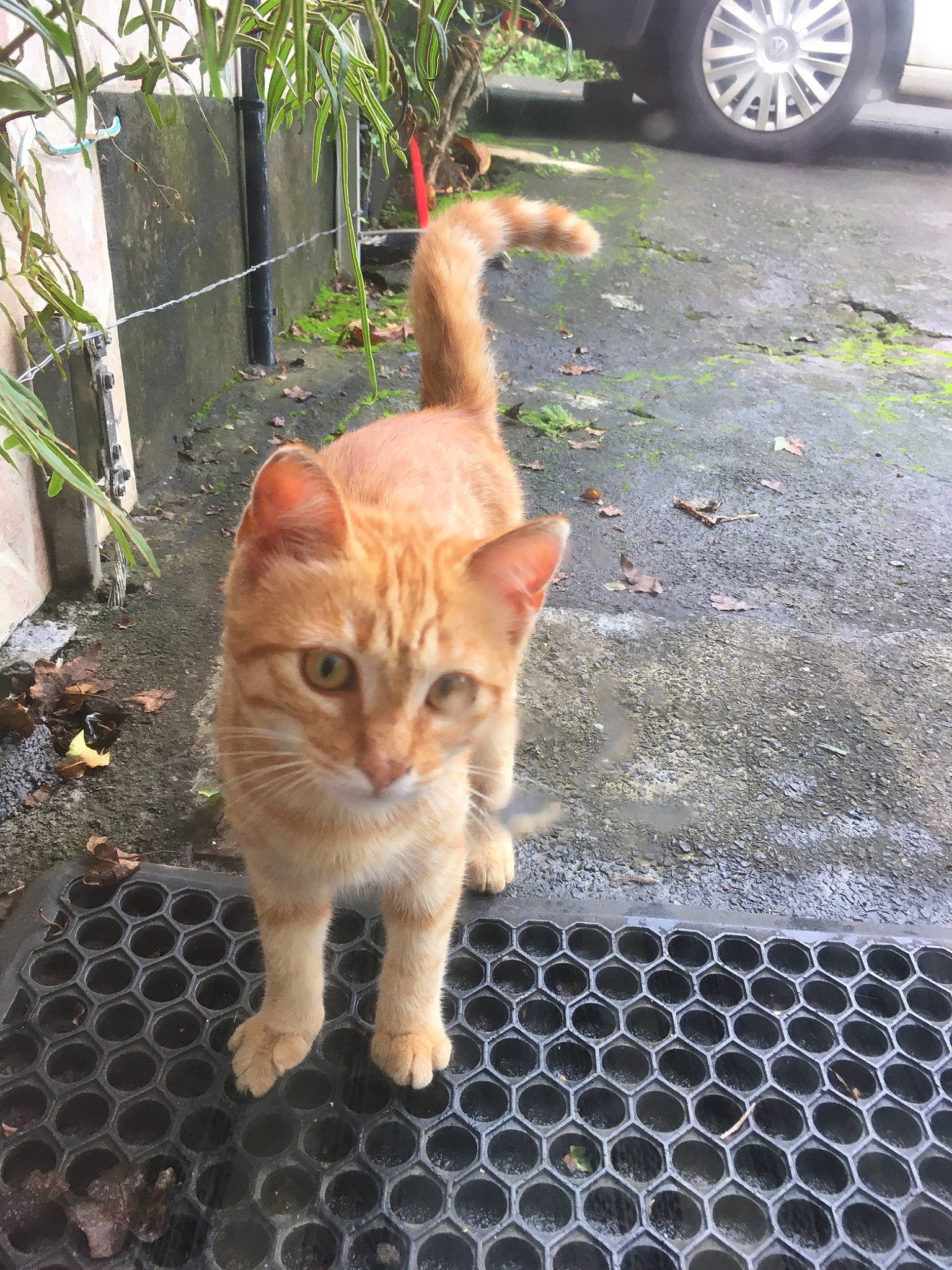 Simba a rejoint le concours — aidez-le/la à gagner de superbes lots ! aegean_cat, arabian_mau, carnivore, cat, domestic_short_haired_cat, european_shorthair, fawn, felidae, german_rex, mammal, polydactyl_cat, small_to_medium_sized_cats, tabby_cat, tail, vertebrate, whiskers, wild_cat, wildlife