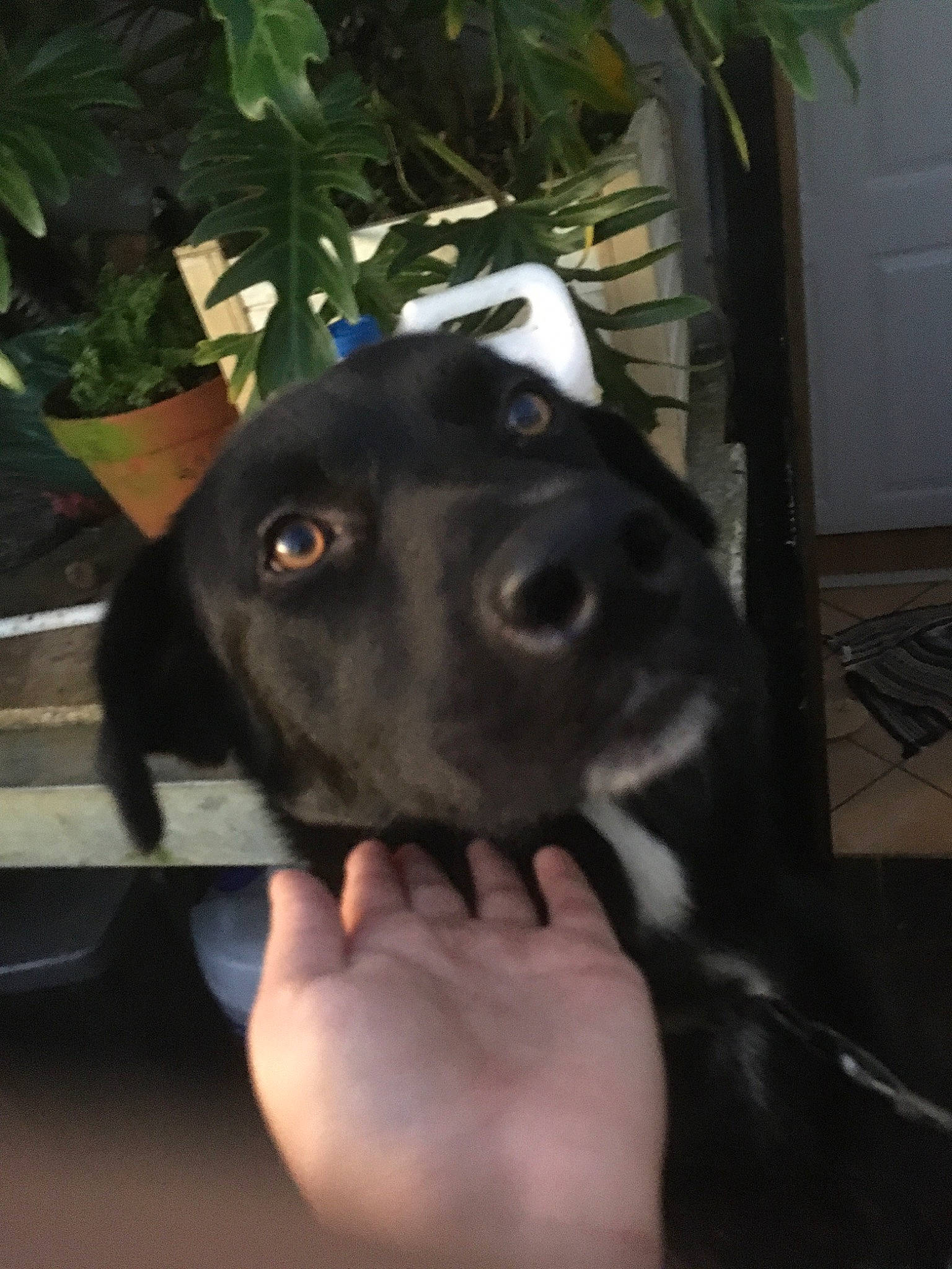 Mougly participe au concours pour gagner de l'argent avec cette photo : beagador, borador, canidae, carnivore, dog, dog_breed, ear, hunting_dog, labrador_retriever, nose, patterdale_terrier, pointer, pointing_breed, puppy, rare_breed_dog, retriever, snout, sporting_group, whiskers