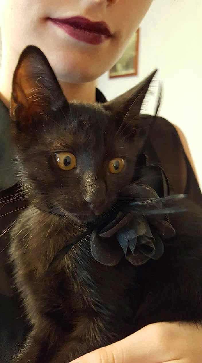 Bagherra participe au concours pour gagner de l'argent avec cette photo : asian, black_cat, burmese, carnivore, cat, domestic_short_haired_cat, felidae, german_rex, havana_brown, javanese, korat, mammal, nebelung, oriental_longhair, oriental_shorthair, russian_blue, small_to_medium_sized_cats, snout, vertebrate, whiskers