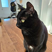 Oslo a rejoint le concours — aidez-le/la à gagner de superbes lots ! black_cat, cat, pet, indoor, wooden_surface, yellow_eyes, animal, feline, domestic_cat, sitting, curious, blurred_background, coat_rack, mirror, sunlight, house, fur, whiskers, portrait, calm