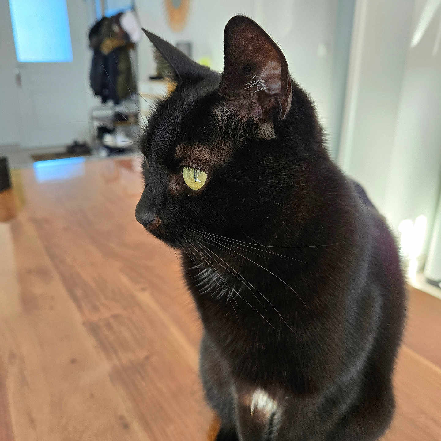 Oslo a rejoint le concours — aidez-le/la à gagner de superbes lots ! black_cat, cat, pet, indoor, wooden_surface, yellow_eyes, animal, feline, domestic_cat, sitting, curious, blurred_background, coat_rack, mirror, sunlight, house, fur, whiskers, portrait, calm