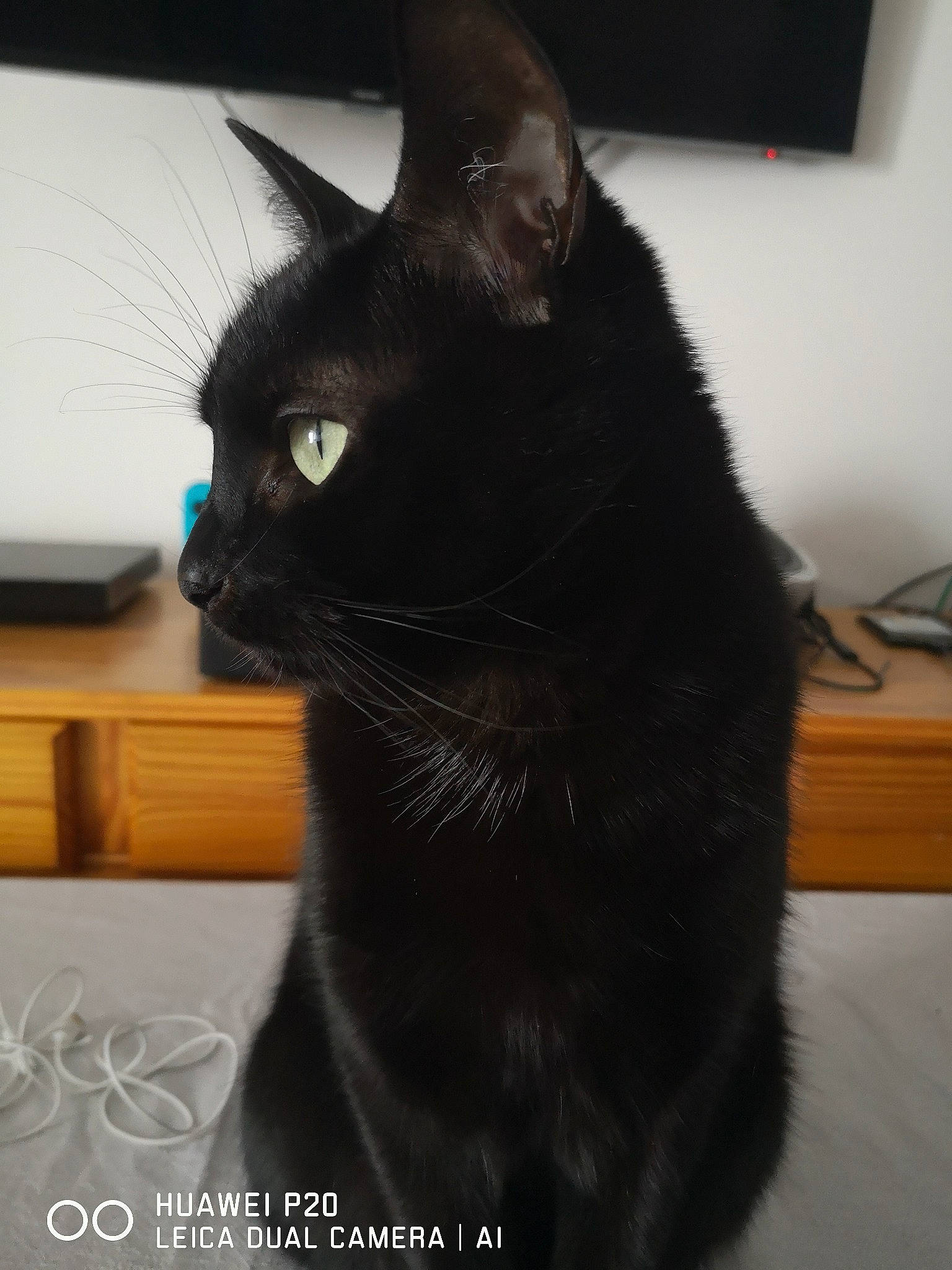 Oslo a rejoint le concours — aidez-le/la à gagner de superbes lots ! black_cat, bombay, carnivore, cat, desk, domestic_short_haired_cat, felidae, fur, havana_brown, office_equipment, picture_frame, small_to_medium_sized_cats, television, terrestrial_animal, whiskers