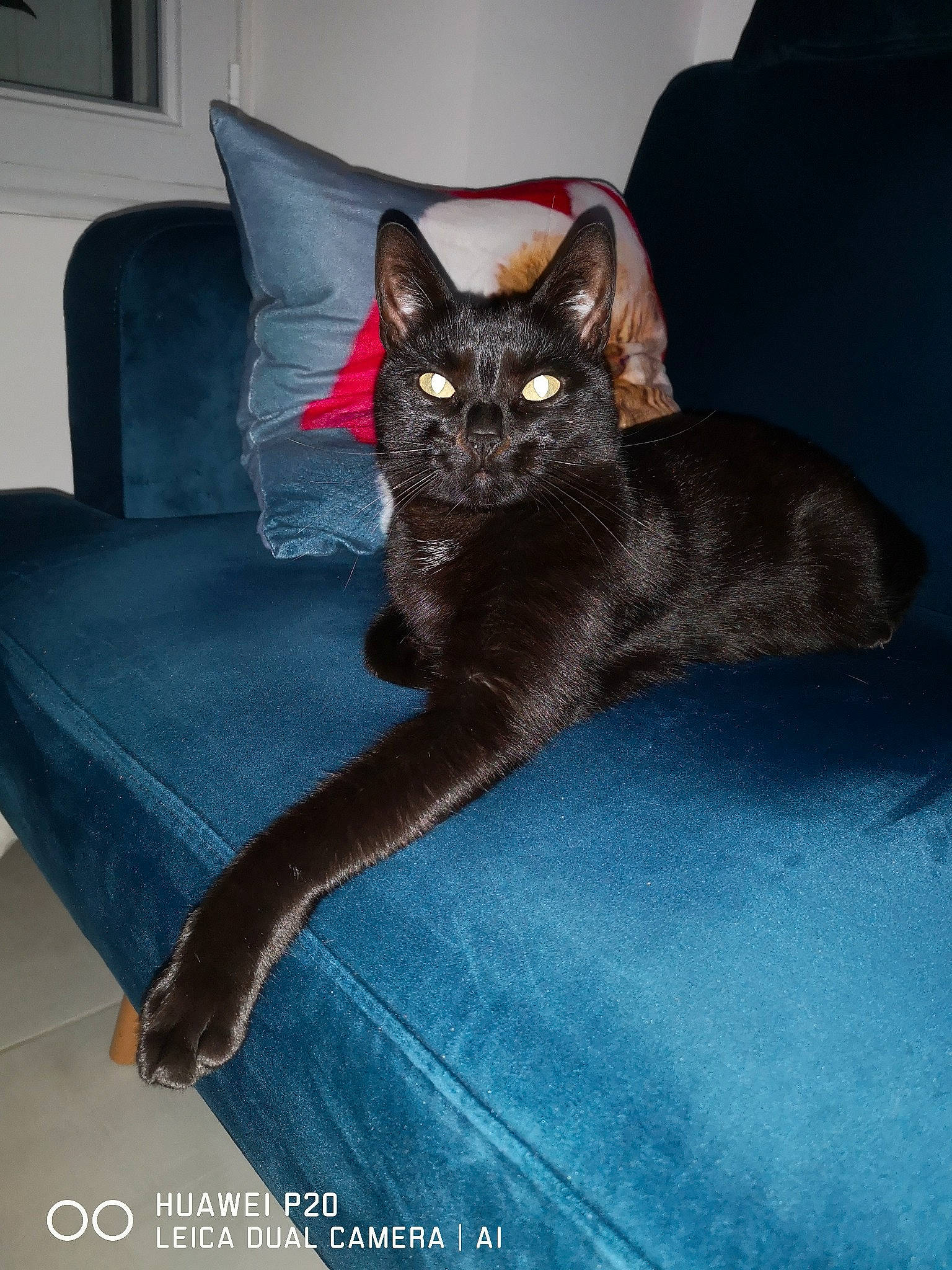 Oslo participe au concours pour gagner de l'argent avec cette photo : black_cat, bombay, carnivore, cat, comfort, couch, denim, domestic_short_haired_cat, electric_blue, eye, felidae, fur, grey, head, leg, sitting, small_to_medium_sized_cats, snout, tail, whiskers