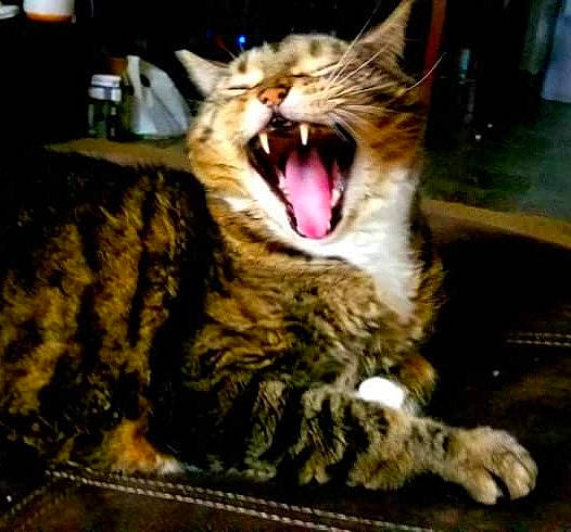 Noodles joined the competition — help win amazing prizes! carnivore, cat, claw, domestic_short_haired_cat, fang, felidae, fur, jaw, paw, photo_caption, roar, small_to_medium_sized_cats, snout, terrestrial_animal, whiskers, wildlife, yawn