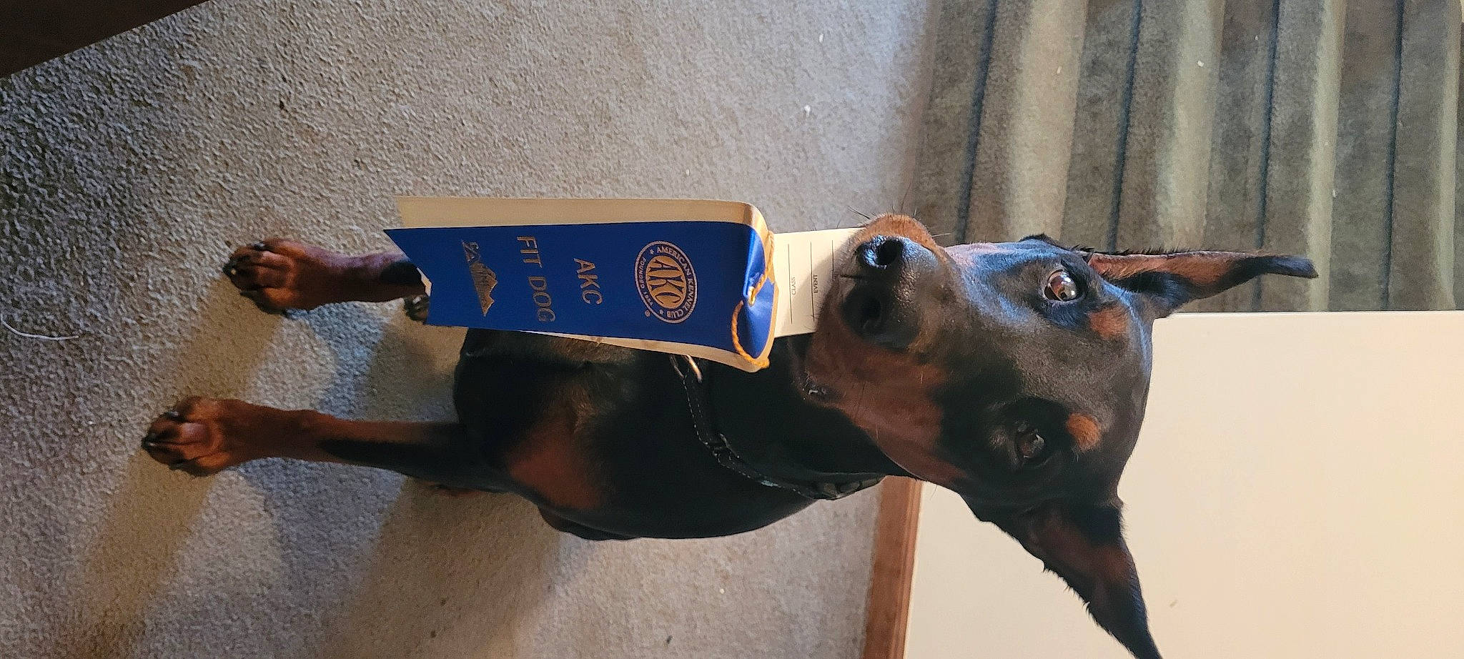 Anastasia is registered to the contest to win money with this photo: canidae, carnivore, collar, companion_dog, dog, dog_breed, dog_collar, dog_supply, electric_blue, fashion_accessory, fawn, guard_dog, pet_supply, pinscher, snout, sporting_group, terrestrial_animal, whiskers, working_animal, working_dog