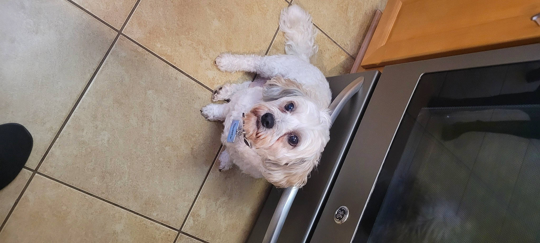 Sweetie is registered to the contest to win money with this photo: canidae, carnivore, collar, companion_dog, dog, dog_breed, dog_supply, fawn, floor, flooring, fur, hardwood, non_sporting_group, pet_supply, small_terrier, snout, tile_flooring, toy_dog, wood, working_animal